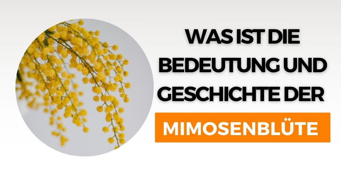 was-ist-die-bedeutung-und-geschichte-der-mimosenblüte