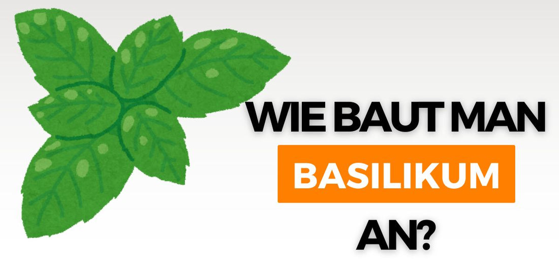 Wie baut man Basilikum an